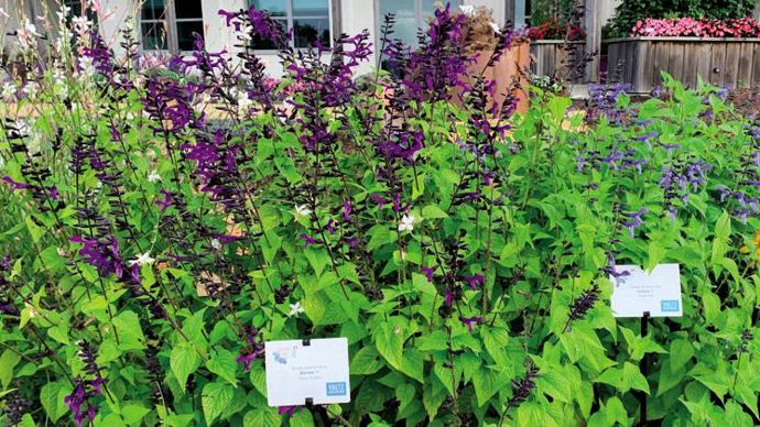 Salvia guaranitica RockinTM Deep Purple ©P.Fayolle